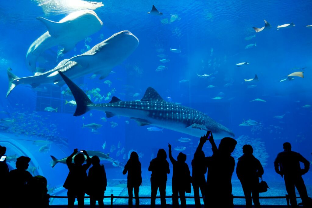 Migliori Hotel vicino all’Acquario di Cattolica